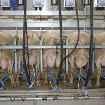 krios-smart-milking parlors